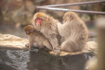 長野県山ノ内町　地獄谷野猿公苑の温泉に入るニホンザル