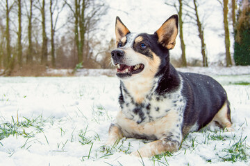 Bobbie liegt auf Wiese