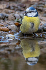 Blaumeise (Parus caeruleus)