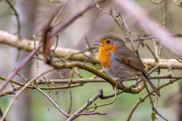 Rotkehlchen (Erithacus rubecula)