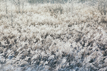 snowy forest, winter nature