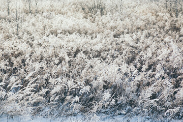 snowy forest, winter nature
