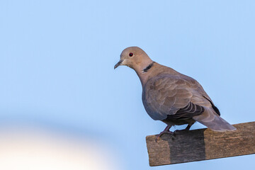 Türkentaube (Streptopelia decaocto)