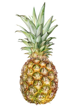 Pineapple watercolor illustration isolated on white background