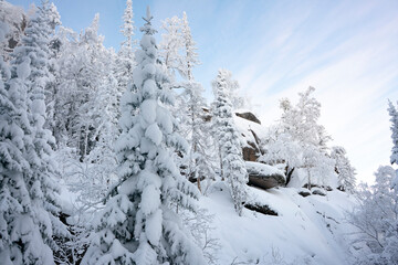 Snow-covered pine forest with rocks in the snow.