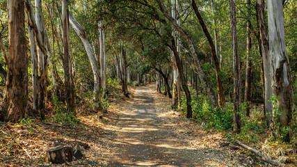A landscape view of forest trails winding through tall eucalyptus trees.