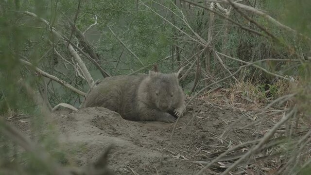 Imagens de Wombat – Explore Fotografias do Stock, Vetores e Vídeos de ...