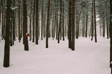 birdhouse on a tree in winter forest