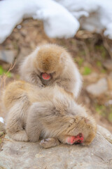 長野県山ノ内町　地獄谷野猿公苑の温泉に入るニホンザル