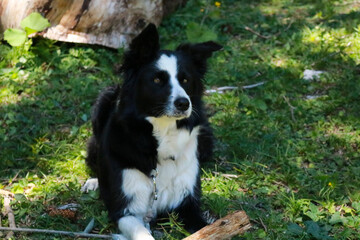 Primo piano di un border collie con dietro il bosco al lago Montagnoli in Trentino, animali e paesaggi in Italia