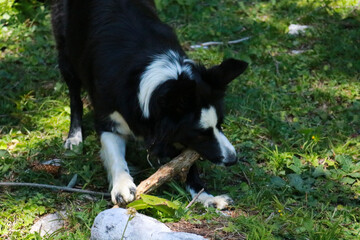 Primo piano di un border collie con dietro il bosco al lago Montagnoli in Trentino, animali e paesaggi in Italia