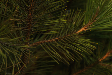 Pine branches and selective focus, close up