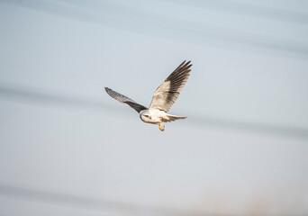 black-winged kite