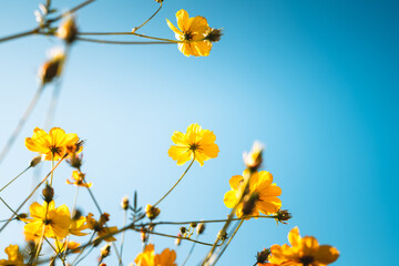 Obraz premium Orange and yellow flowers against the sky in spring and summer. Flower field