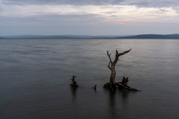 Tree Trunk at Hovsgol Nuur Mongolia