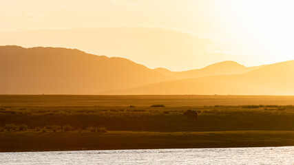 Yak Sunset at River Mongolia