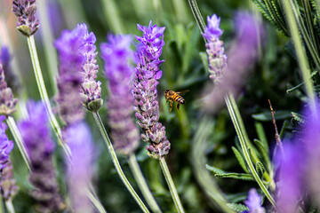 lavender flowers in the garden