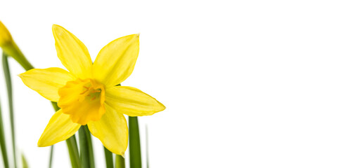 Narcissus on white background.