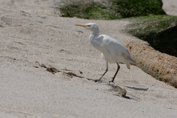 Western Cattle Egret (Bubulcus ibis) - San Cristobal Island,  Galapagos