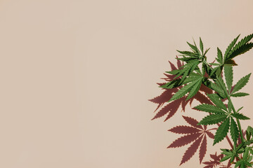 Lush foliage of marijuana, cannabis isolated on pink background with sun shadows, concept of products with cannabidiol, cosmetics with hemp CBD oil