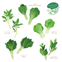 緑の野菜のイラスト / アソート / 手描き風