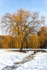 Willow tree in winter park