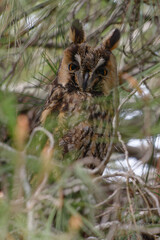 Long-eared Owl (Asio otus) perched in a tree