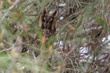 Long-eared Owl (Asio otus) perched in a tree