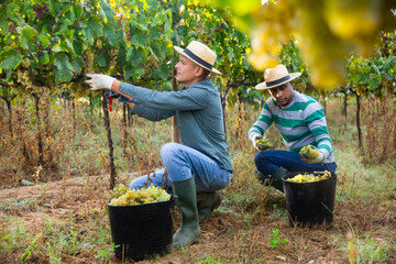 Two farmers working in sunny vineyard in autumn day, harvesting ripe white grapes
