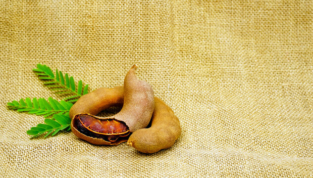 fresh tamarind fruits and leaves Sack background. Tamarind tropical fruit with leaf.
