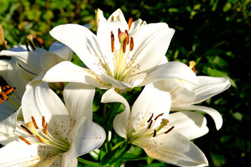 Beautiful white lily flowers on a background of green leaves outdoors