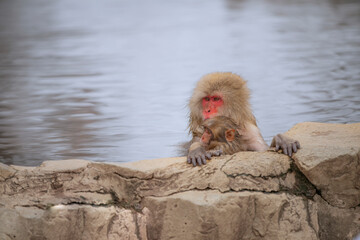 Obraz premium 長野県山ノ内町 地獄谷野猿公苑の温泉に入るニホンザル