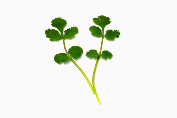 Coriander on white background　白背景のコリアンダー