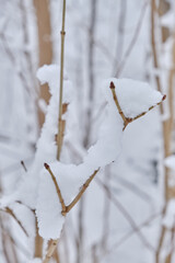 snow on twigs