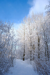 snowy winter trees