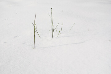 Fototapeta na wymiar Grass in the snow on a cold winter's day.