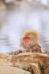 Fototapeta premium 長野県山ノ内町 地獄谷野猿公苑の温泉に入るニホンザル