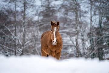 Brown horse standing on a snowy field