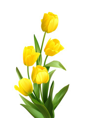 Bouquet of spring yellow tulips isolated on white background. Realistic vector illustration
