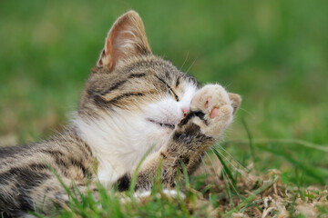 little kitten playing outdoor
