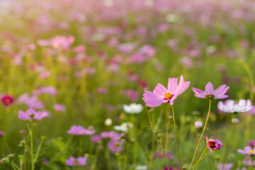 Cosmos red, pink, white blooming in the garden