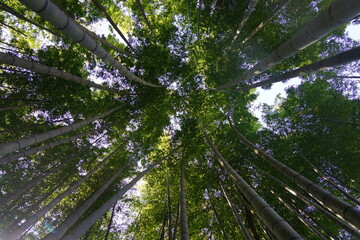 Fototapeta premium 竹林