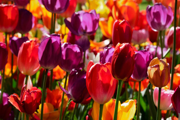 Blooming tulips flowerbed in Keukenhof flower garden, Netherland