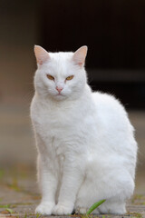 Fototapeta na wymiar white cat sitting