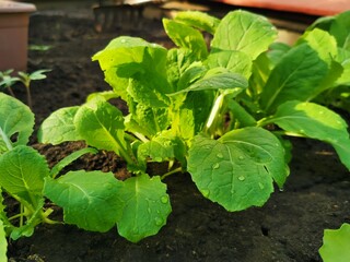 Young cabbage seedlings in the garden in spring. Concept of ecology, cultivation, agriculture.