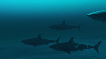 Group of Great white sharks swimming in the deep blue ocean water, underwater scene of white sharks, Beauty of sea life , 4K High Quality, 3D render.