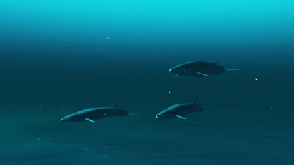 Obraz na płótnie Canvas closeup of Three Rorqual whales swimming in the deep blue ocean water, underwater scene of Rorqual whales, Beauty of sea life , 4K High Quality, 3d render