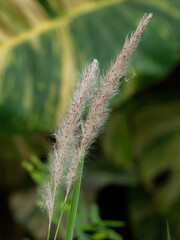Photo of grass flowers in nature.