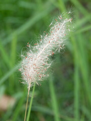 Photo of grass flowers in nature.