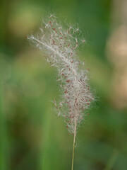 Photo of grass flowers in nature.